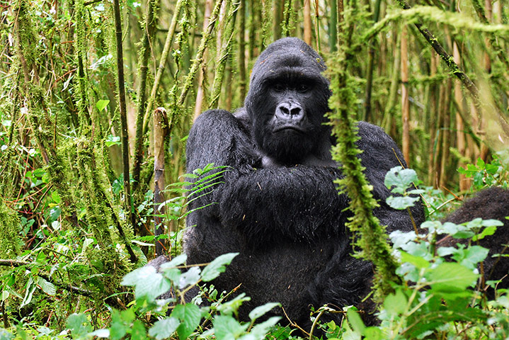 Gorillas: Mountain gorilla