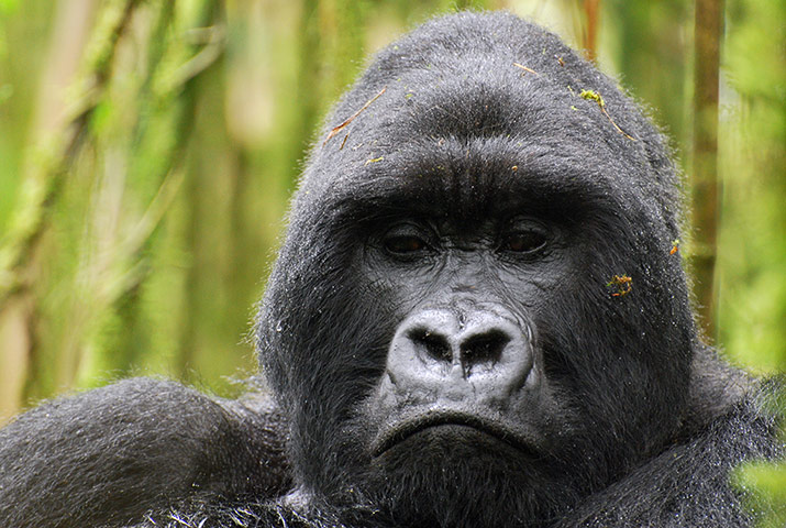 Gorillas: Silverback gorilla