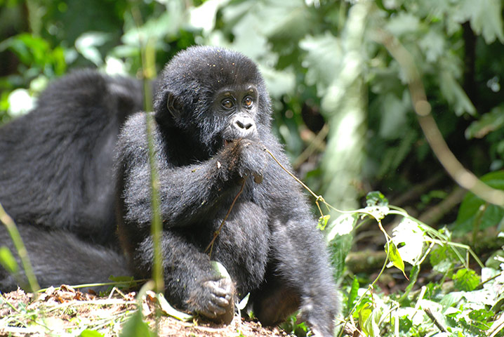 Gorillas: Young gorilla in Uganda