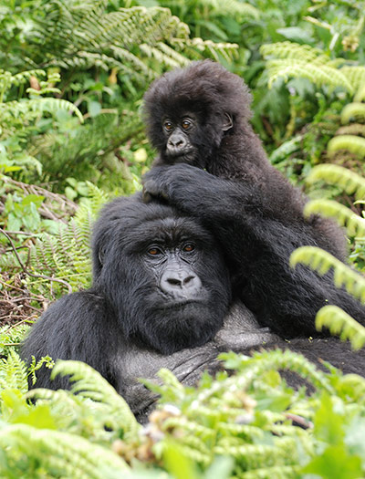 Gorillas: Mum and baby gorillas