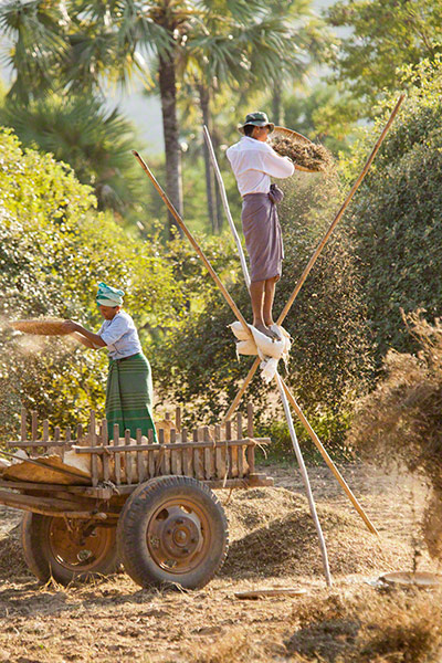 TPOYA: Groundnut harvest near Bagan, Burma 