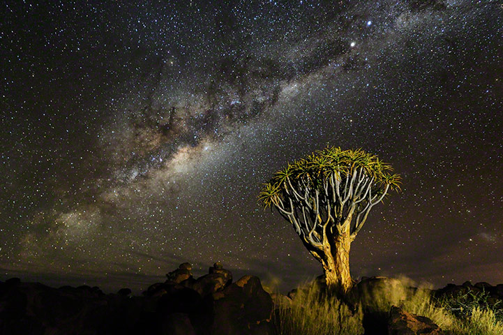 TPOYA: Quiver tree, Namib desert, Namibia 