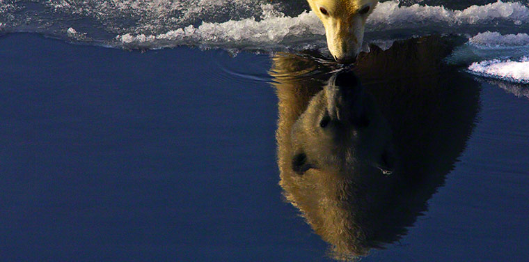 TPOYA: Polar bear, Svalbard, Norwegian Arctic