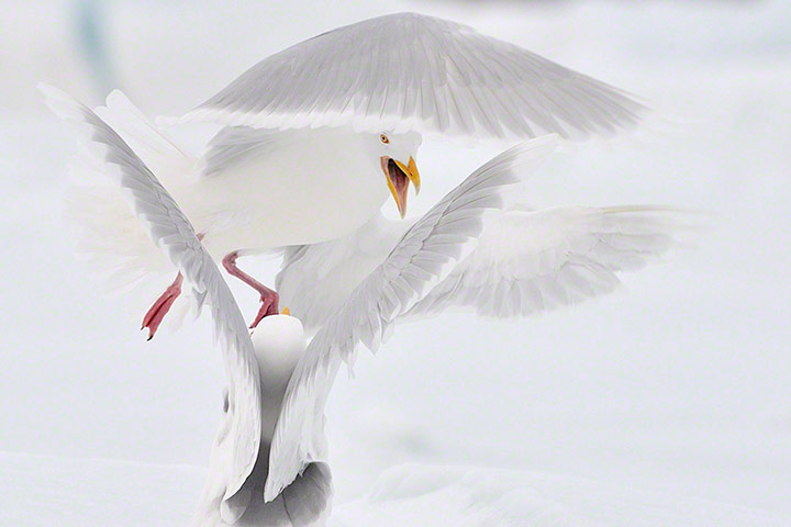 TPOYA: Glaucous gulls, Spitsbergen, Norway  