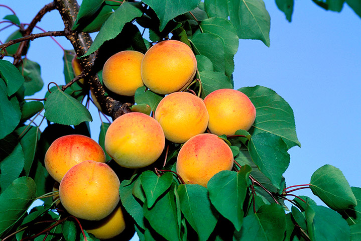 viewfinder: Apricots 