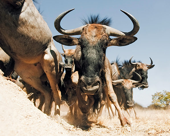 natgeo: Chris Weston 2