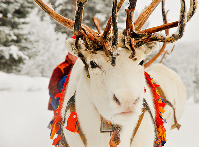 Sami Lapland: Reindeer