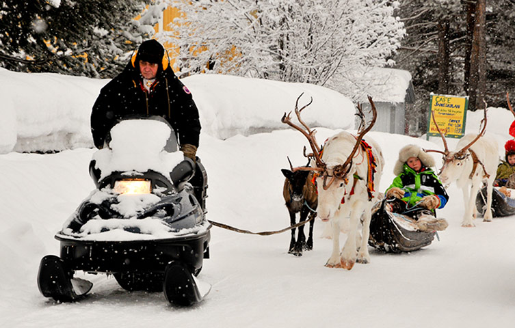 Sami Lapland: Elder Kuhmunen pulling his reindeer