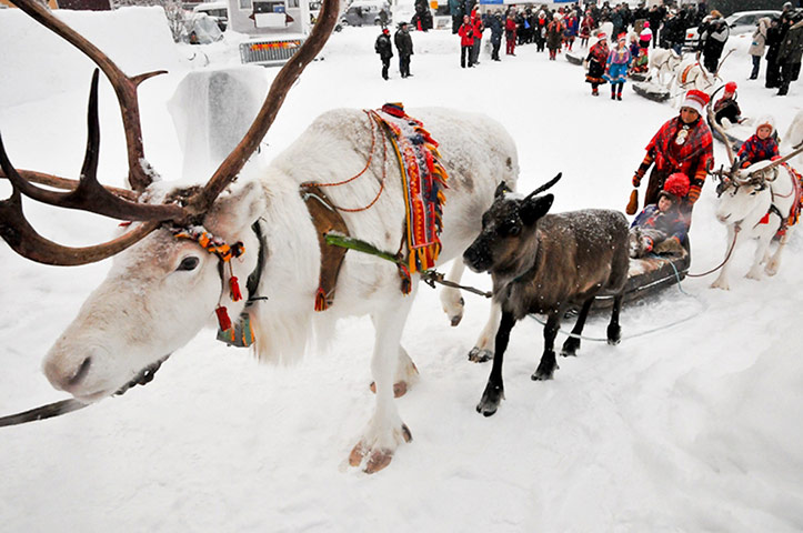 Sami Lapland: Sámi elder Per Kuhmunen’s reindeer convoy 