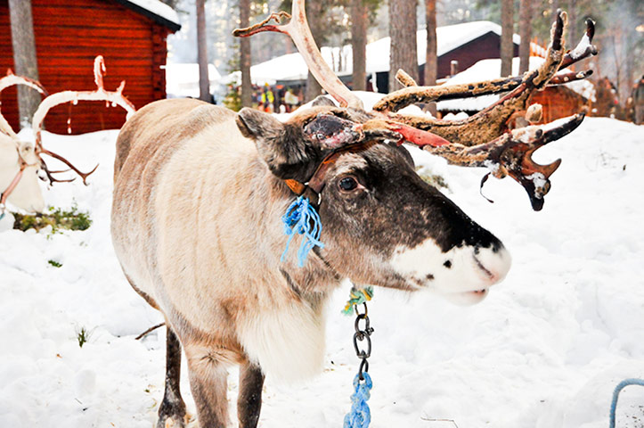 Sami Lapland: Reindeer