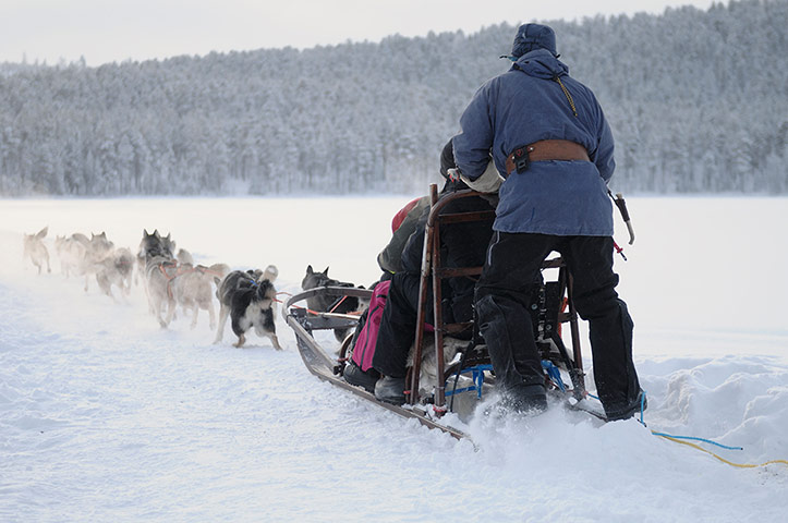 Sami Lapland: Reindeer sldge tour for tourists