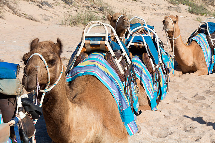 viewfinder: Camels