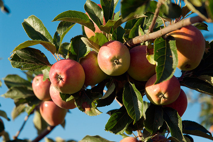 viefinder: Apples 