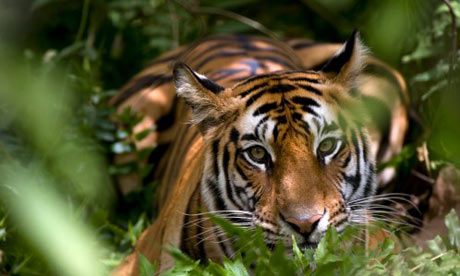 Female Indian Tiger, Madhya Pradesh state, India