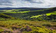 Heather and gorse in bloom, Exmoor National Park, England