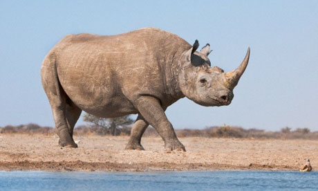 Black rhino, Etosha National Park