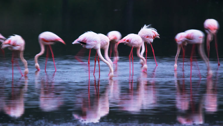 Feb 12 Been there comp: Tanzania's Serengeti national park, greater flamingos
