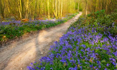 Bluebells in Blake's Wood