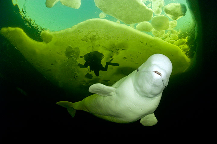 Travel Photo of Year: Beluga whale, Northern Russia
