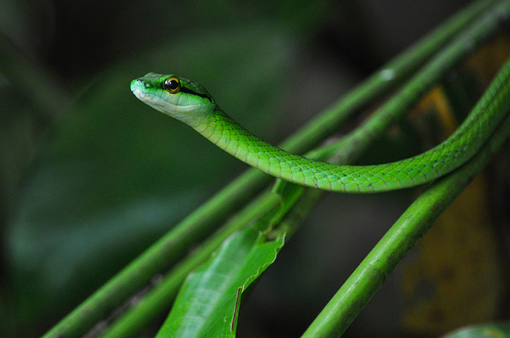 Travel Photo of Year: Manuel Antonio National Park, Costa Rica
