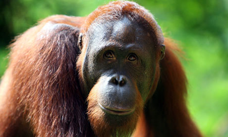 orangutan-Indonesia-010.jpg