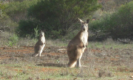 Kangaroos, Swagon safari, South Australia