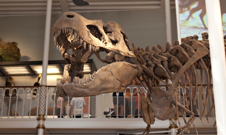 dinosaur skeleton display