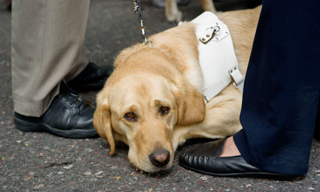 A guide dog on the Hardest Hit march in London